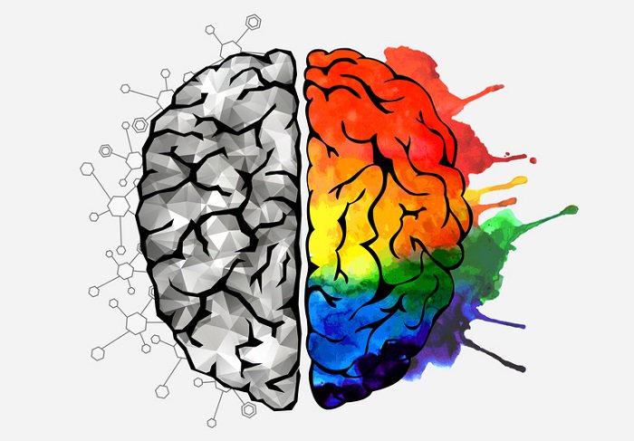 El cerebro creativo